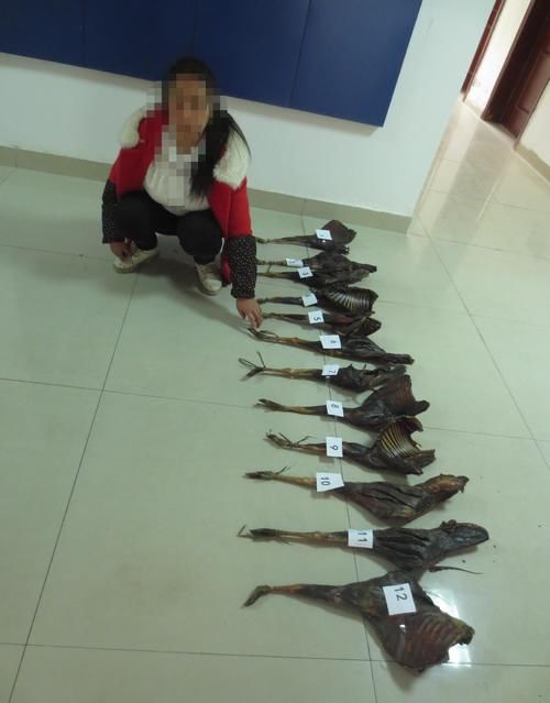 侦办|北川公安局侦办的4起非法狩猎案被法院依法宣判