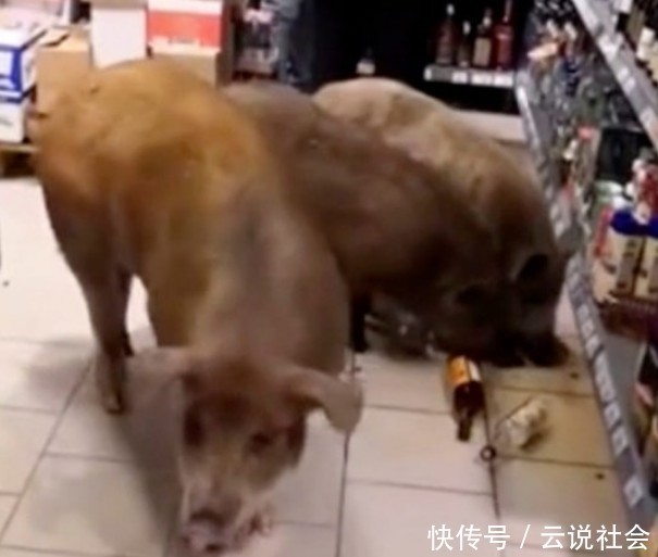 农场|三只战斗民族的小猪从农场“越狱”,只为到商店喝点威士忌暖暖身