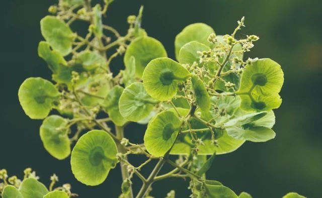 生长|云之南，一个生生不息、万物生长的地方