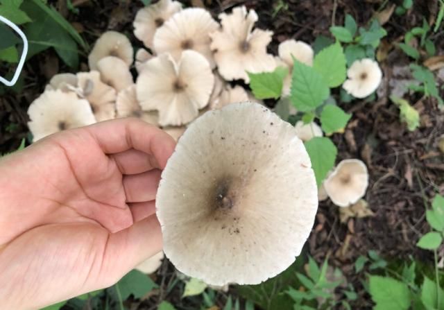  求助|女子见到大片菌子不知是何物 发消息求助