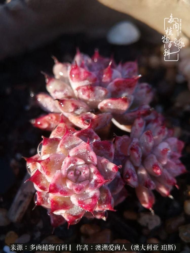 血放|多肉让你把血放，文玩掏空你家当，你要在哪个坑里乘风破浪？