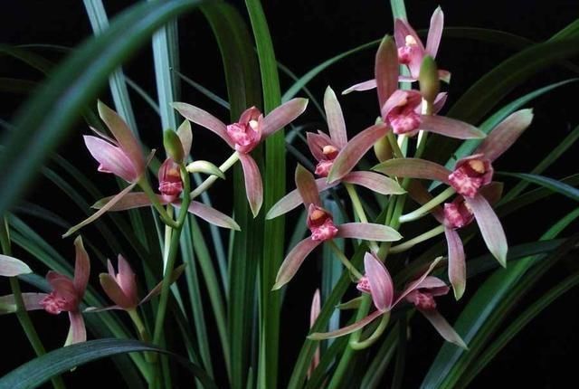  浇水|夏天养兰花，浇水把握这7点，兰花不烂根，而且不得“两腐病”