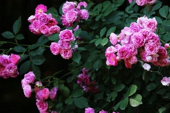 属兔的人|8月开始,4属相运势大涨,财到福到吉祥到,万事大吉,福禄双至