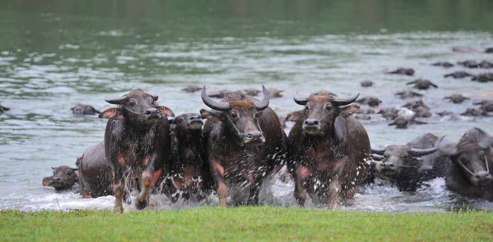  飞凤镇桥亭|村里有个桃花源！一起去吗~