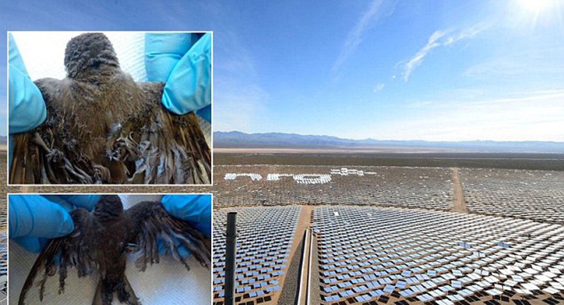 人员|为什么太阳能发电厂会杀死鸟类？研究人员欲用AI来寻求答案