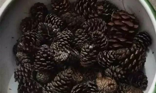 枝头|盆里扔2样东西,养花10年不烂根,叶子油光瓦亮,花苞挂满枝头!