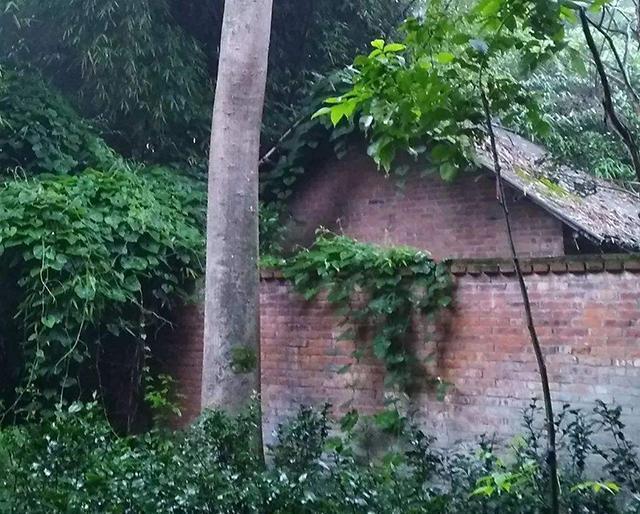 阳光|“房前不栽树,屋后不种花”,古人2句经典俗语,句句都是经验