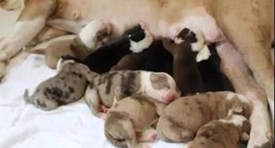  狗子|医生检查狗子最多生6只宝宝，最后它竟然生了20只，医生都惊呆了！