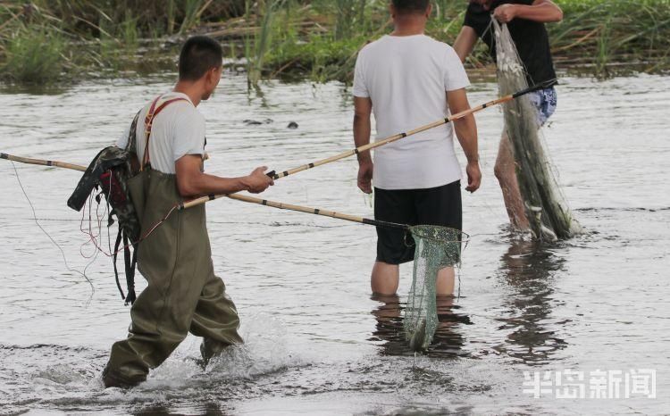 李村河|李村河胜利桥段:4名男子非法电鱼 严重破坏生态平衡