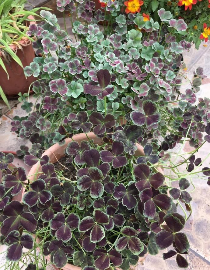 变异|这花被人工培育了，叶子变异后，可以这么美！