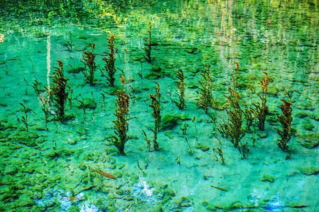 人才|丽江的束河古镇有多美！一方龙潭滋养一方净土，只有去过的人才懂