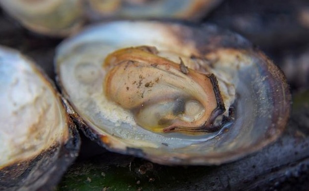 河蚌|农村河沟里的河蚌能吃吗遇到了请珍惜，它们的作用不可小觑