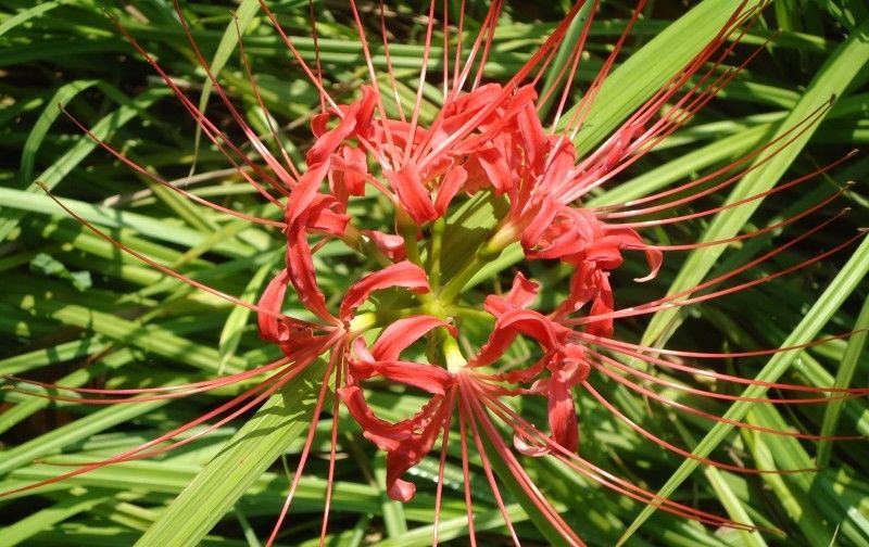  星座|未来相思难解，痴情依旧，桃花满溢，重获甜蜜爱情的4大星座