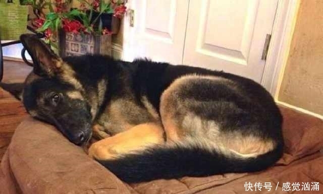 物收容所|夫妻领养一只狗,它晚上不睡觉,盯着主人看,知道原因后主人哭了