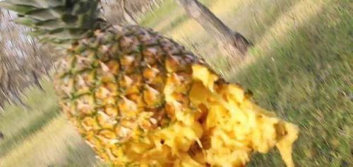  败下阵来|自动步枪甚至能打穿防弹衣，却在菠萝面前败下阵来