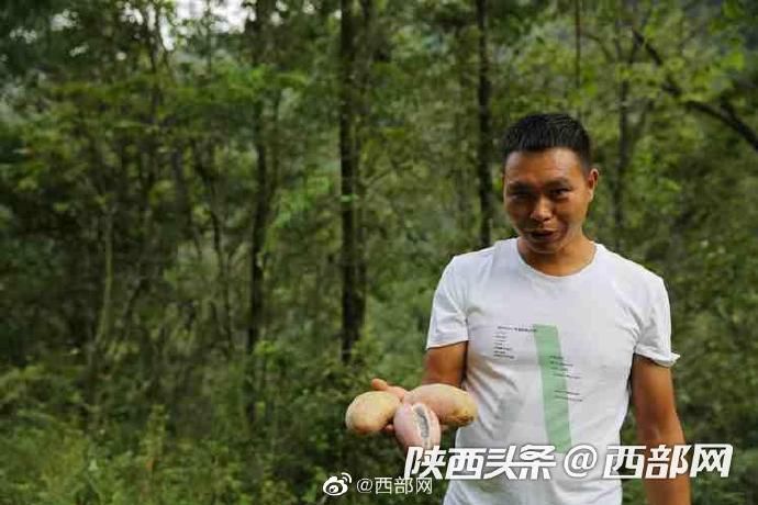 八月|紫阳秦巴山里的野生八月瓜熟了 香甜滑嫩美味可口难得吃到