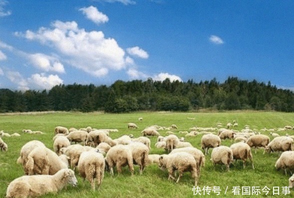 蒙古国|蒙古为表诚意,用羊群当“敲门砖”,中方立马还以大礼