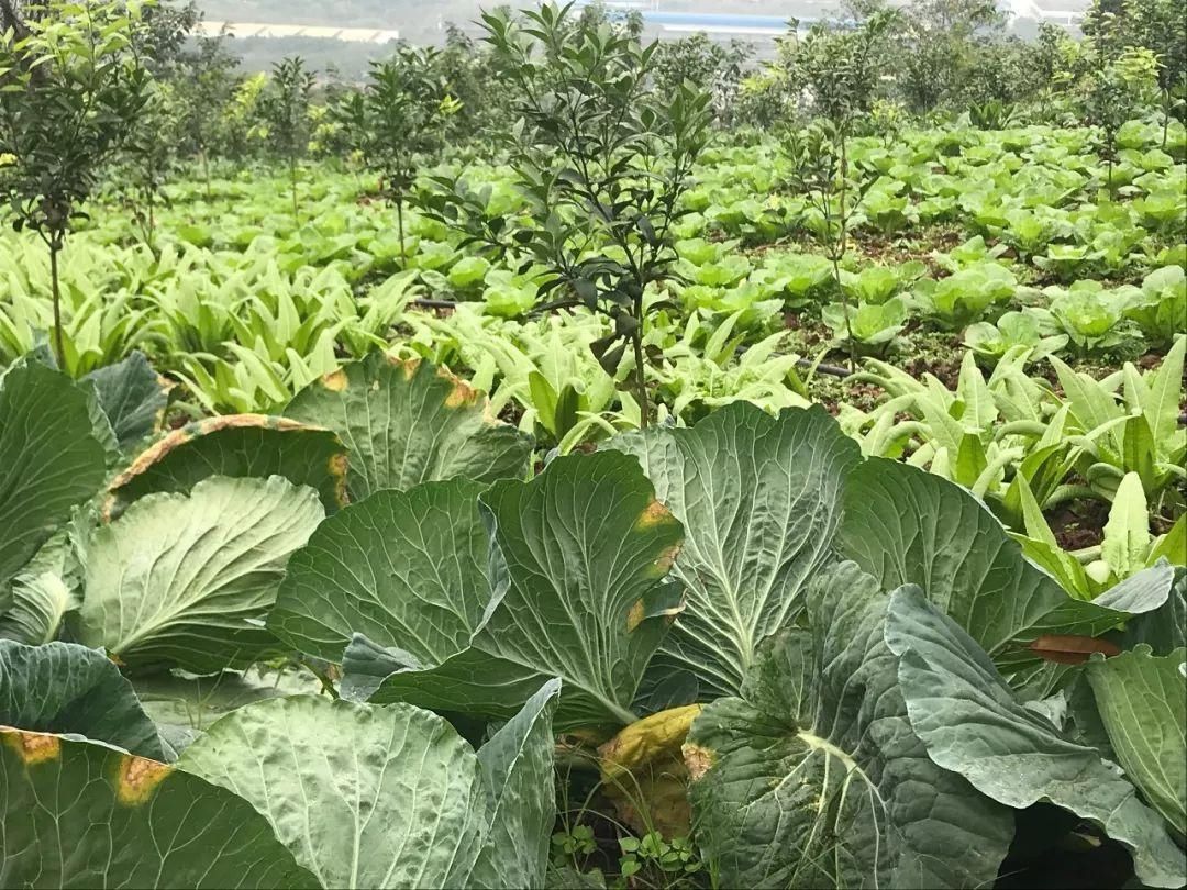 巴南|天苍苍野茫茫，秋天就要到巴南吃烤全羊