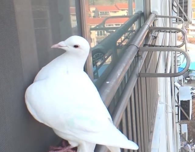 找上门|白鸽缠上大爷,却被邻居找上门,鸽子:我是自己飞来找他的你信吗