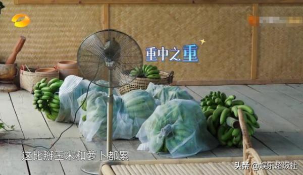 向往|《向往的生活4》收割香蕉号称四季最累,网友们都笑了