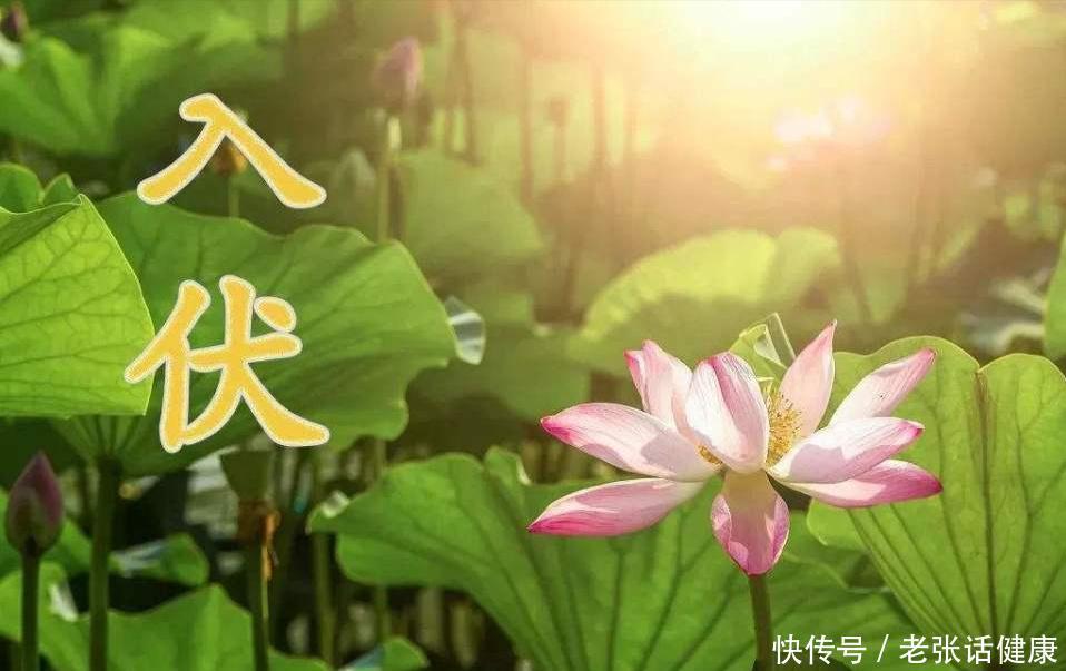 三伏天时间表和三伏天的饮食指南(三伏天临近，别忘了少吃“二甜”，多吃“三苦”，为伏天打好基础)