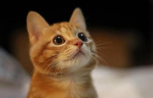  小奶猫|橘猫怀孕75天不生，主人急得乱投医，生出后一看：它爸是泰迪？