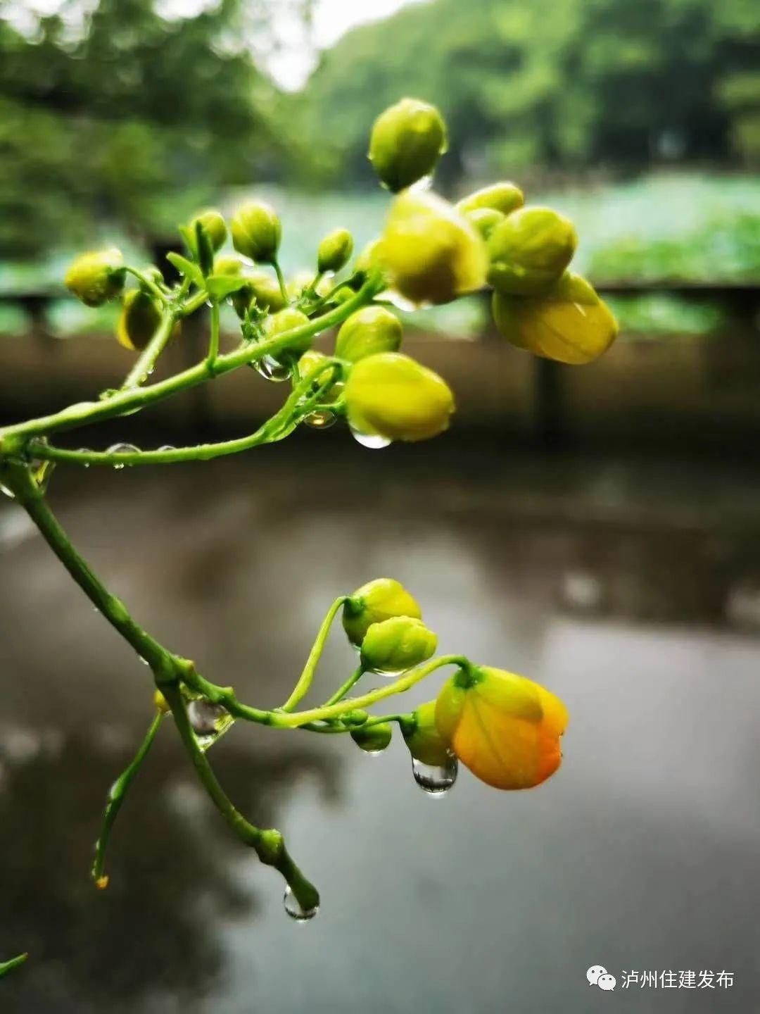 黄花|十月花事｜黄花槐盛情不衰点亮一城秋色