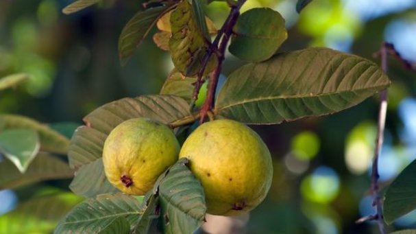  嫁接|石榴的栽培很简单，掌握好下面几点栽培技巧，便能高产又优质