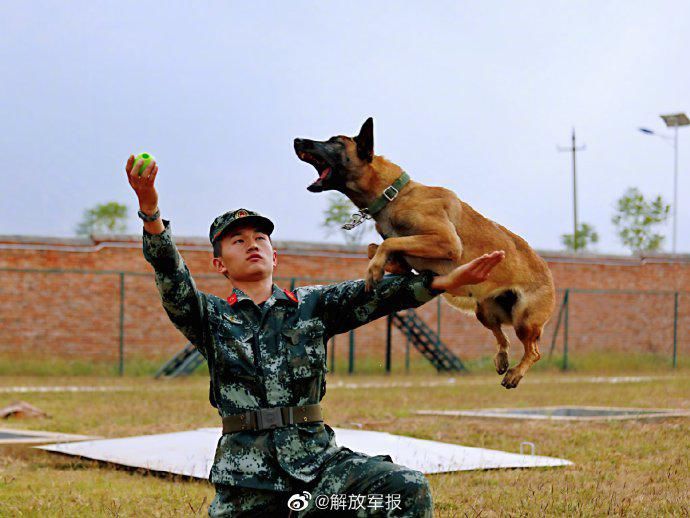  来看|优秀！来看警犬是怎样炼成的
