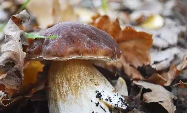 特产|大凉山特产，你知道几个？