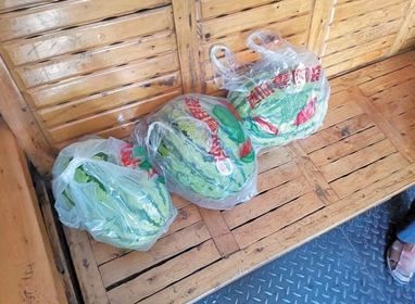 司机|老乘客给公交司机 送来了6个解暑大西瓜