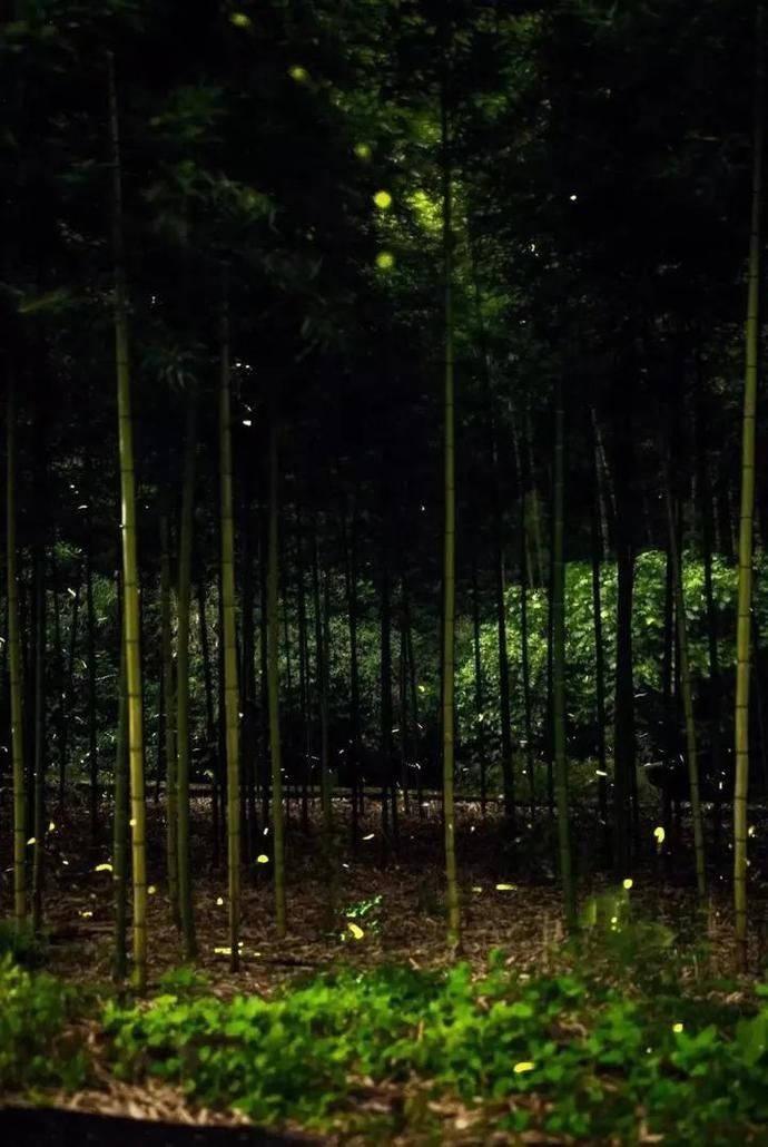  梦幻|超梦幻！西湖边的萤火虫你见过吗？这个地方还有1500亩的萤火虫公园！