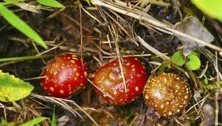  斗鸡|就问你晓得仁寿“斗鸡公”不？