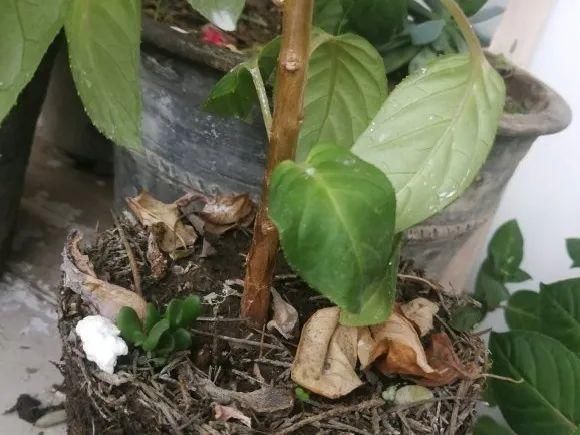 养成|最大的长寿老桩，7年时间，养成盆景！