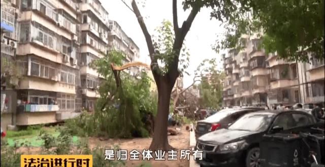  轿车|北京：小区突然刮大风，大树砸坏5辆轿车
