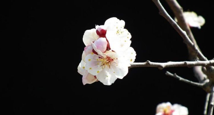  无忧|8月开始财富翻番，事业顺风顺水，一生富贵无忧的四大属相