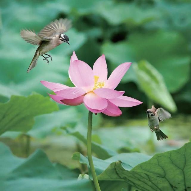 古风|7种摄影构图,拍出你想象中的古风味道!