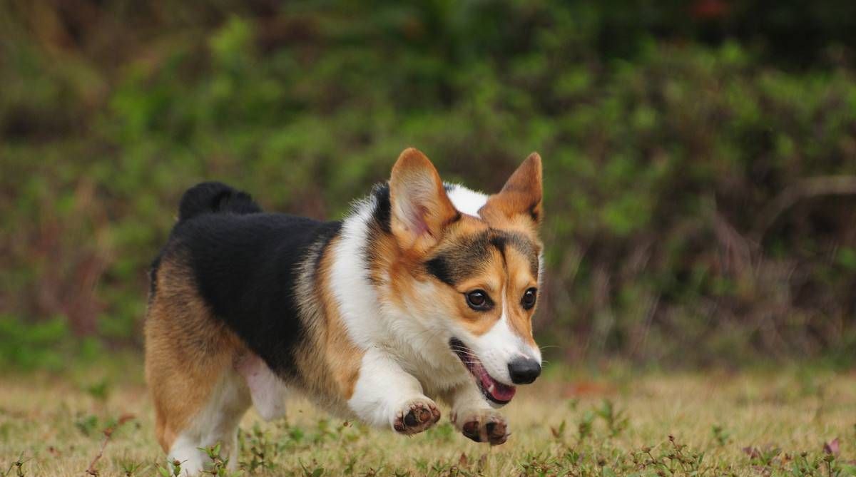  动物咬伤|被狗咬了之后，什么情况需要打狂犬疫苗？