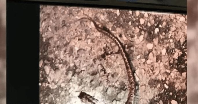  车上|一根“枯树枝”挂在车上, 司机伸手拿掉, 结果进医院抢救