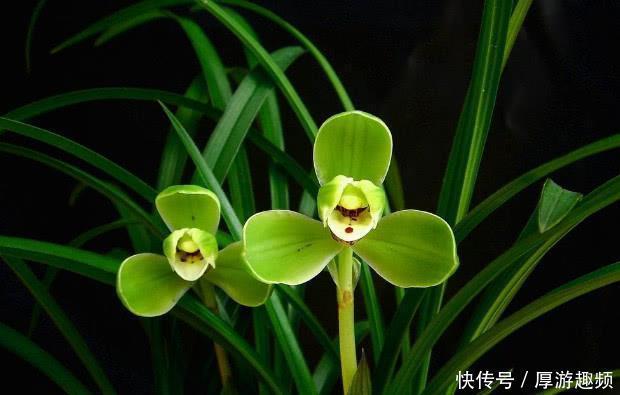 轻易|喜欢装傻的三大星座,就算拥有过人智商,也不会轻易显露出来!