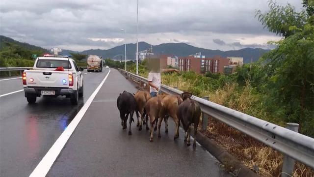  车辆|五头黄牛闯上高速，过往车辆纷纷避让！交警发“寻主启事”！
