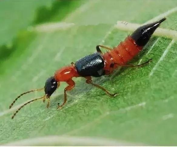 水疱|当心!这种虫子千万不能拍打!市民被隐翅虫叮红肿长水疱