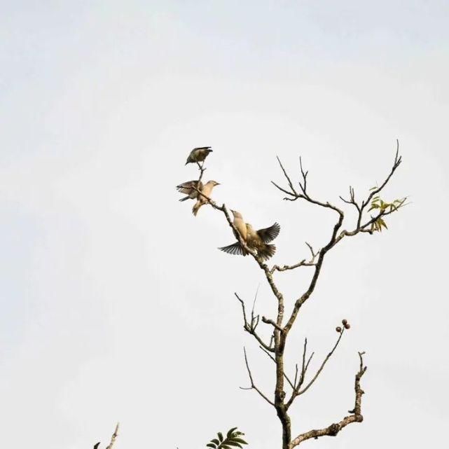  中国|高黎贡山 | 中国五星级观鸟胜地，你知道吗？