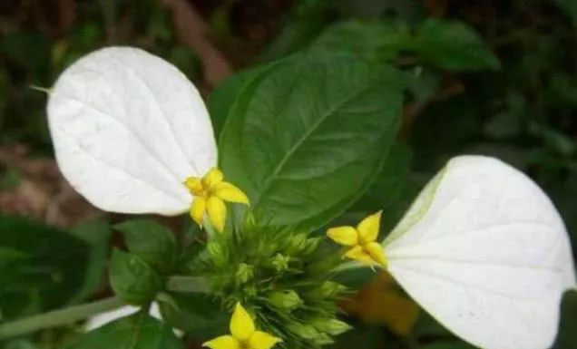  农村地方|农村人管它叫“白纸扇”，常于山林见，根茎有极高价值可用入药！