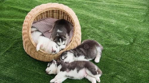  对主人|狗狗“睡觉”的八个秘密，说明你在它心目的重要位置