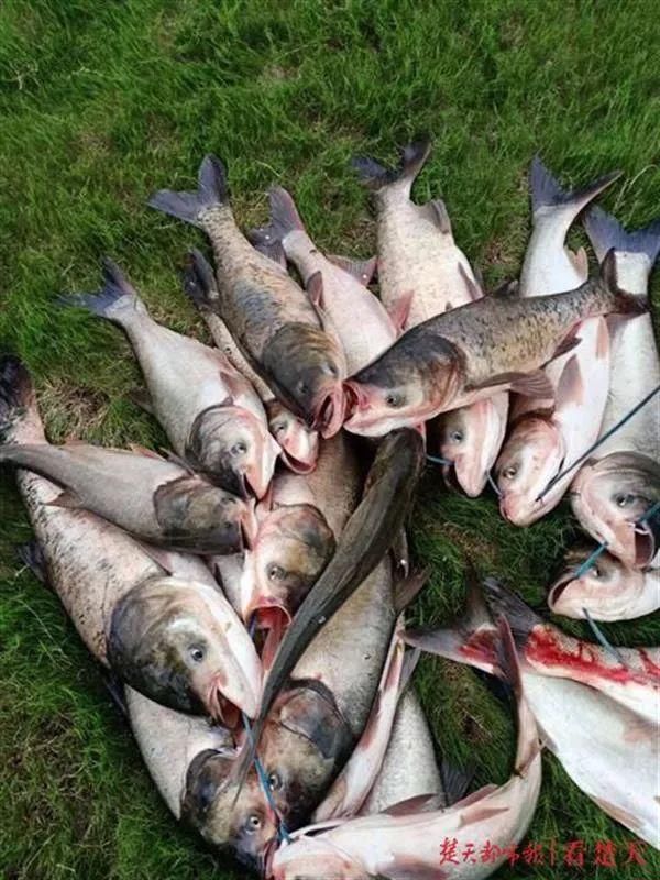 莲湖|官莲湖钓友车胎被扎警方连夜破案,水产公司呼吁请勿垂钓