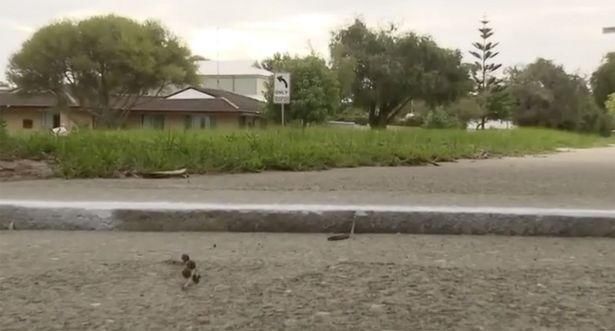  血流成河|澳男子滑滑板摔倒，裤中啤酒瓶碎裂割断其动脉，血流成河当场死亡