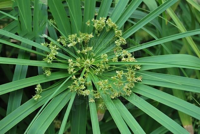  蛇虫|九龙吐珠，见过吗？行气活血，解毒。主瘀血作痛、蛇虫咬伤