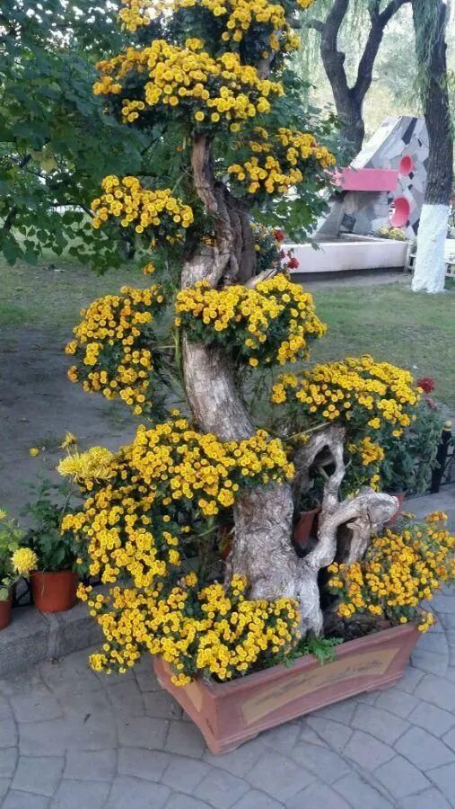 养成|最大的长寿老桩，7年时间，养成盆景！