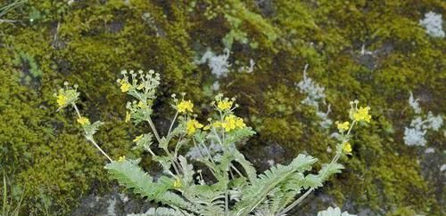  翻白草|根系长得像鸡腿，农民叫它翻白草，大多用来喂猪，也是一种药材